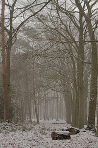 Schnee im Wald