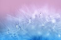 Paardenbloem met dauwdruppels in blauw roze van Jessica Berendsen thumbnail