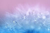 Pissenlit avec des gouttes de rosée en rose bleu