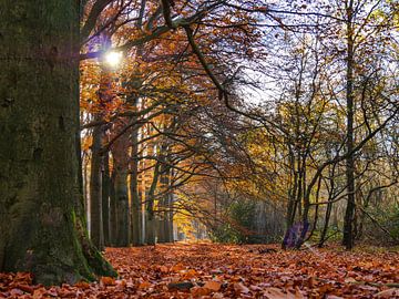 Herbst von Odette Kleeblatt