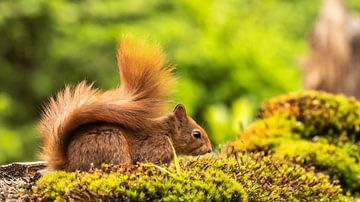 Red squirrel by Henk Roosing