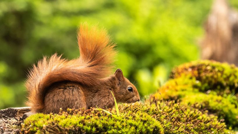 Red squirrel by Henk Roosing