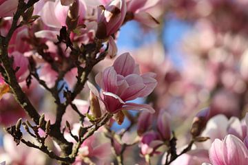 Magnolia en pleine floraison sur Audrey Nijhof