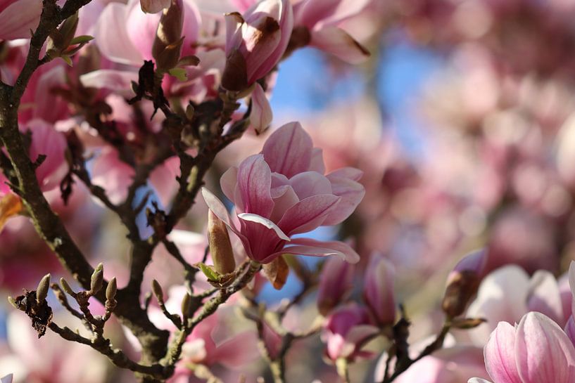 Magnolia en pleine floraison par Audrey Nijhof