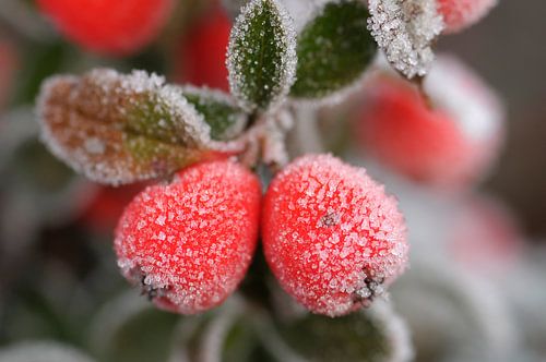 Cotoneaster