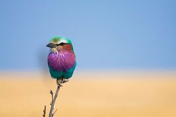 Lilac breasted roller trotter in the Serengeti, Tanzania by Teun Janssen