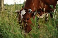 Vache dans la prairie
