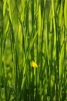 Gras