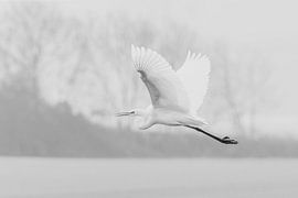 Fliegender Silberreiher