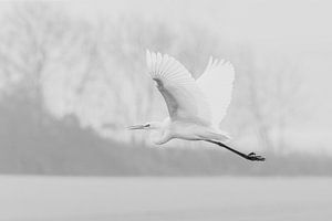 Aigrette garzette en vol