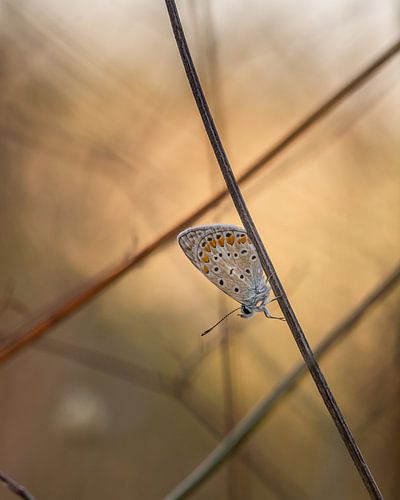Butterfly between the branches, portrait format