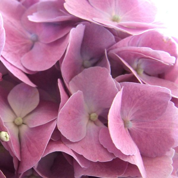 roze hortensia van Nicolet Reus