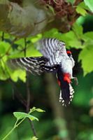 #18 Colourful woodpecker - Art flyer