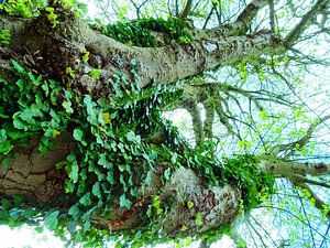 Tree Magic 109