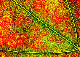 Herfstblad macro