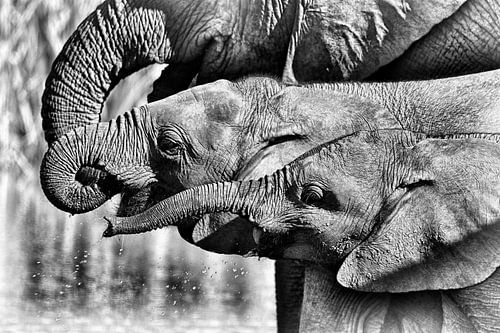 Junge afrikanische Savannenelefanten