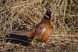 Le faisan s'exclame sur Stobbe; stiltegrafie