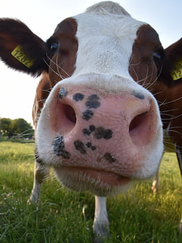 cow 1282