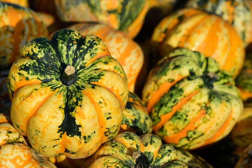 Bunte Kürbisse zum Verkauf von Ulrike Leone