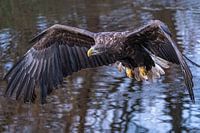 European bald eagle