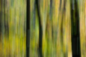 Abstract forest