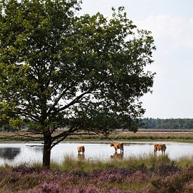 Les Highlanders écossais dans un marais sur les landes sur Ger Beekes