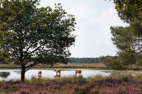 Schottische Hochlandbewohner in einem Moor von Ger Beekes