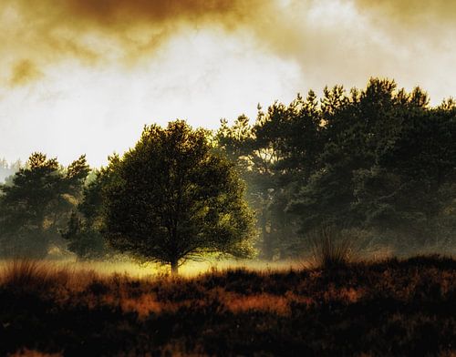 Boom in het licht