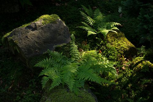 Japanse tuin