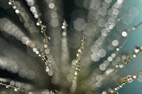 Abstract lijnenspel: Sprietjes met waterdruppels