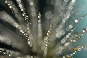 Abstrakte Linien: Grashalme mit Wassertropfen