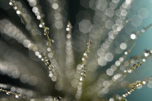 Abstract lijnenspel: Sprietjes met waterdruppels