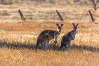 Kangoeroes van Joke Beers-Blom thumbnail