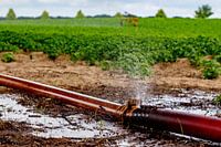 In the outskirts of Roermond, a farmer sprays his land. All water managers in the Netherlands yearn 