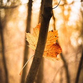 Feuille d'automne ? sur Anthony De Rouck