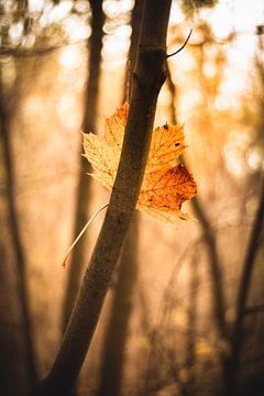 Autumn Leaf van Anthony De Rouck