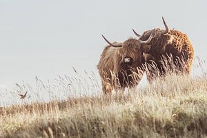Schottische Highlander
