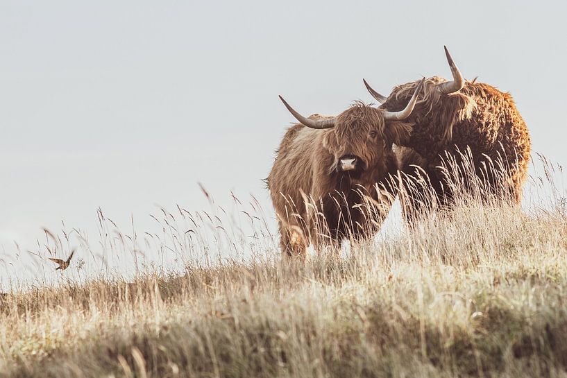 Les Highlanders écossais par Dirk van Egmond