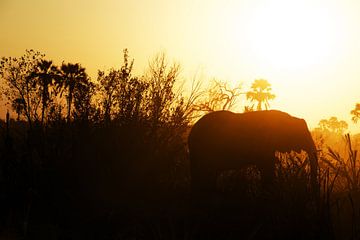 Elephant by Walljar