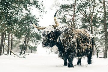 Portret van een Schotse Hooglander in de sneeuw van Sjoerd van der Wal