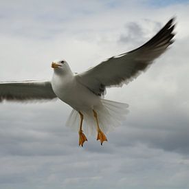 Mouette sur Sander Miedema