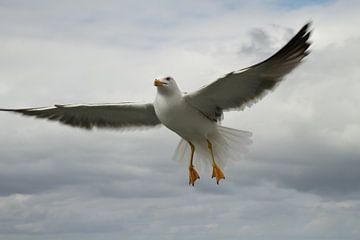 Seagull by Sander Miedema