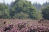Vogel op bloeiende paarse heide