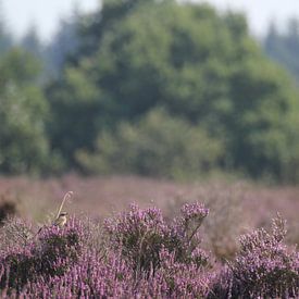 Vogel op bloeiende paarse heide van Marcel Scheel