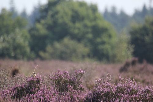 Vogel op bloeiende paarse heide