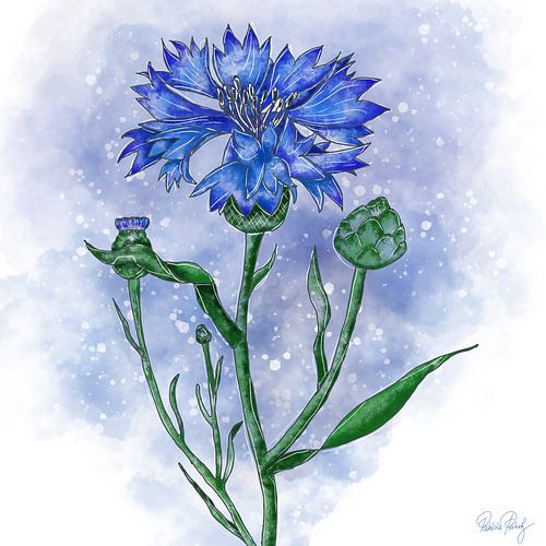 bloemmotief - korenbloem