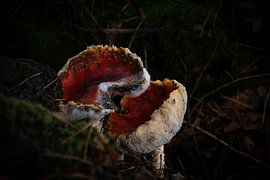 Mächtige Unvollkommenheit von Ingrid Aanen