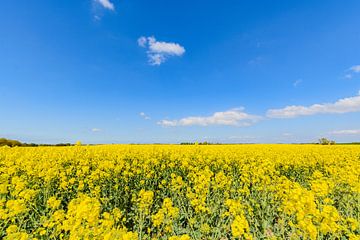 Rapsfeld bei Glutzow, Poseritz von GH Foto & Artdesign