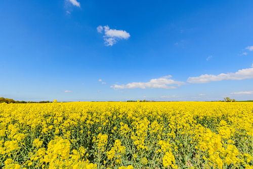 Koolzaadveld bij Glutzow, Poseritz