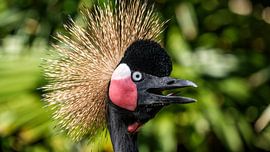 Prachtige kop van de grijze kroonkraanvogel. van Jaap van den Berg